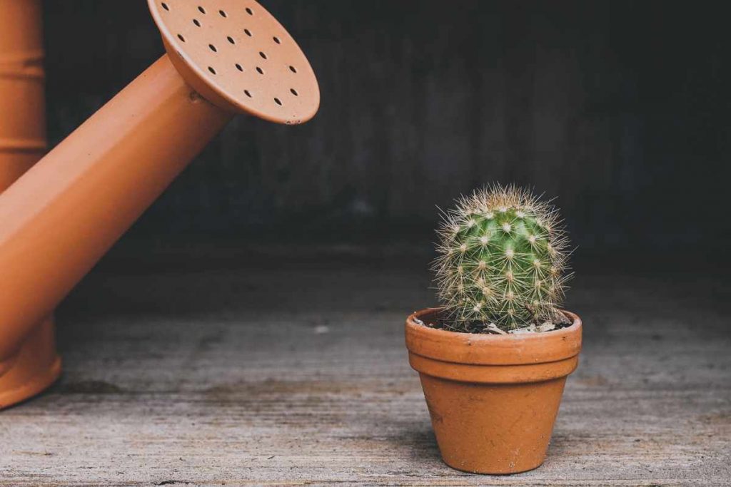 Sapevi che le piante sotto stress emettono un suono?