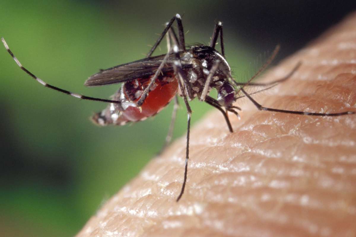 Arriva il rimedio contro le zanzare
